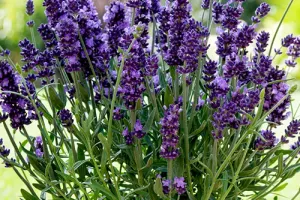 راهنمای کامل نگهداری و تکثیر گل اسطوخودوس انگلیسی در ایران