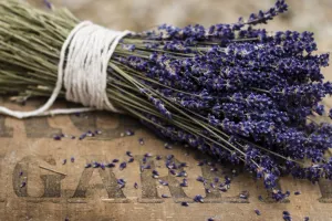 خواص درمانی و کاربردهای اسطوخودوس انگلیسی در طب سنتی