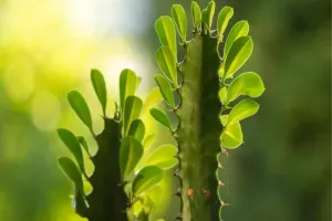 همه چیز درباره افوربیا درخت مدادی و شرایط نگهداری آن