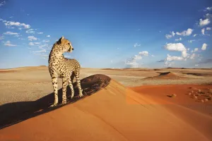 30 عکس باکیفیت یوزپلنگ برای پروفایل و اینستاگرام !