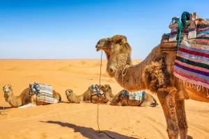 گلچین عکس باکیفیت شتر، حیوان عجیب ولی بامزه !