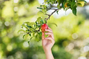 دلنشین ترین مجموعه صدای چیدن میوه از درخت