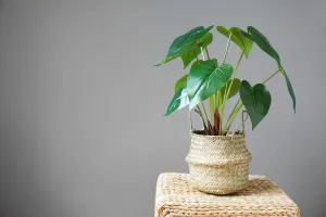 شرایط نگهداری از گیاه بابا آدم + مشکلات رایج و راهکارهای رفع آن ها