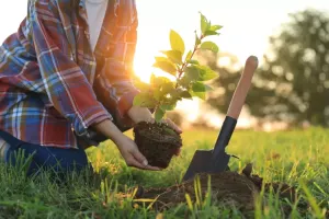 چگونه نهال خود را بدون آسیب به باغچه منتقل کنیم ؟