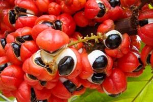 آشنایی با دنیای اعجاب انگیز گیاه گوارانا