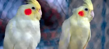 دانلود ۱۵ صدای عروس هلندی نر و ماده برای جفتگیری