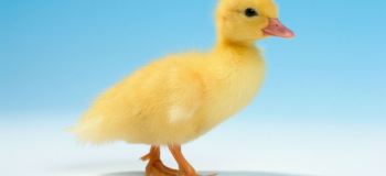 نگهداری از جوجه اردک ، روش صحیح بزرگ کردن جوجه اردک