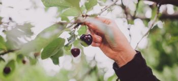 علت میوه ندادن درخت گیلاس و راهکارهای افزایش باردهی