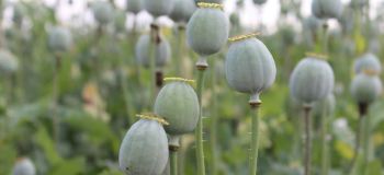 شرایط کاشت قانونی خشخاش در ایران برای مصارف پزشکی