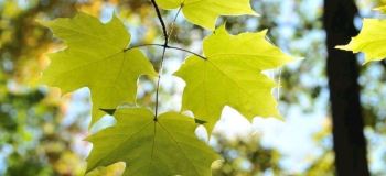 عرق برگ چنار؛ اکسیر گیاهی برای سلامت پوست، مو و کنترل قند خون