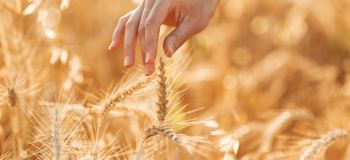 مهم ترین عامل در افزایش عملکرد گندم و جو چیست؟