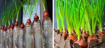 سه روش ساده برای پرورش پیازچه در خانه با مواد بازیافتی