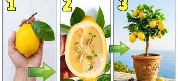 ترفند ساده و سریع برای کاشت لیمو ترش در خانه