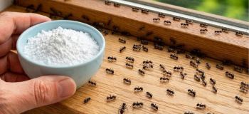 روش خانگی و فوری برای از بین بردن لانه مورچه ها