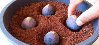 آموزش قدم به قدم کاشت درخت انجیر در گلدان