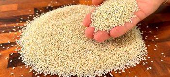 طرز تهیه شیر کنجد خانگی و توپک های انرژی زا برای سلامت چشم، بینایی و مفاصل