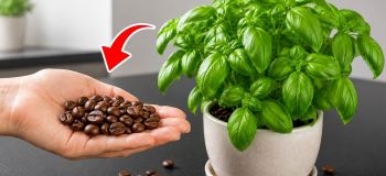 روش اصولی پزمرده نشدن برگ های ریحان در گلدان