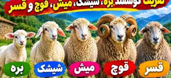 راهنمای خرید گوشت مرغوب؛ چطور گوسفند نر، ماده، بره و میش را از هم تشخیص دهیم؟