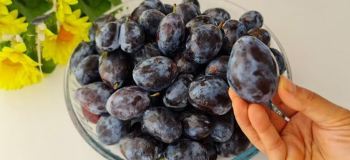 ترفند نگهداری آلو برای یک سال؛ تهیه مارمالاد خوشرنگ و شربت طبیعی آلو