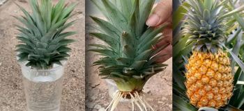راهنمای کامل ریشه دار کردن آناناس در آب و کاشت آن در گلدان