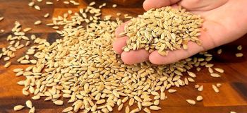 طرز تهیه دو معجون خانگی برای تقویت قلب و استخوان