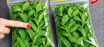 ۴ روش برای تازه نگه داشتن نعناع / تا ۱ سال نعنا تازه دارید