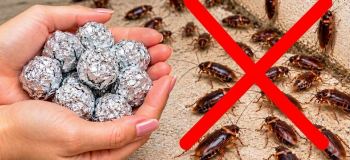 از بین بردن سوسوک ریز و درشت در خانه بدون نیاز به سمپاشی
