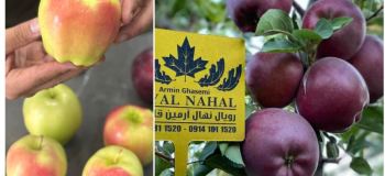 ۸۰ تن سیب در هکتار با بهترین ارقام سیب؛ رویایی به وسعت یک باغ سودآور