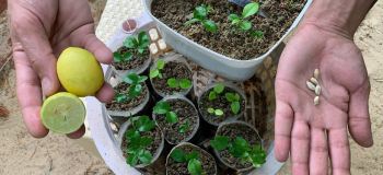راهنمای پرورش نهال لیمو ترش از هسته در منزل؛ از جوانه زنی تا انتقال به گلدان