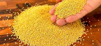 معجزه ارزن برای پاکسازی کبد، کلیه، قند خون و سم زدایی بدن