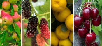 بهترین درختان میوه مقاوم به گرمای بالای ۴۵ درجه و بی آبی
