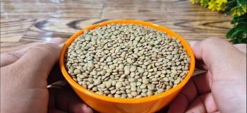 طرز تهیه ناهار سریع و آسون با ۱ لیوان عدس