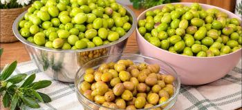 شیرین کردن زیتون تلخ بدون مواد شیمیایی؛ روش سنتی و طبیعی که بازاری ها نمی گویند
