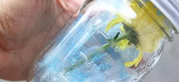 خشک کردن گل رز و آفتابگردان: ۵ روش ساده و سریع در خانه