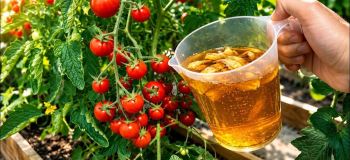 تبدیل پوست موز به کود عالی برای گیاهان ؛ یک روش طبیعی و مؤثر