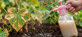 محلول طبیعی برای نجات گیاهان از کپک و قارچ؛ بدون سموم شیمیایی