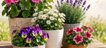 چه گلی در گلدان بکارم ؟ راهنمای انتخاب گل مناسب