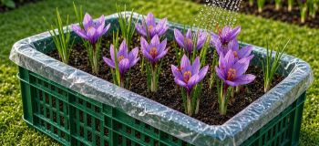 راهنمای کاشت زعفران در خانه و بالکن؛ ساده و کاربردی