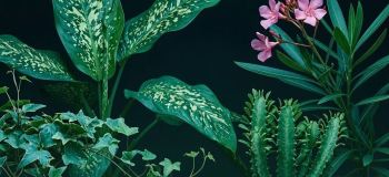 گیاهان آپارتمانی سمی و خطرناک: از دیفن باخیا تا کلاهک شیطان
