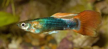 راهنمای کامل نگهداری و تغذیه ماهی گوپی