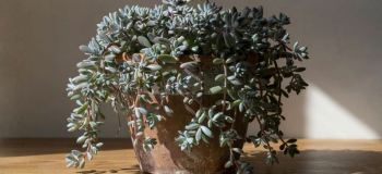 راهنمای نگهداری ساکولنت سدوم مورگانیانوم (دم الاغی)