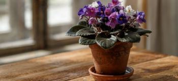 راهنمای جامع نگهداری سوسن آفریقایی