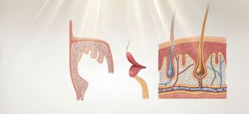 همه چیز درباره پوست؛ از ساختار و ضخامت تا ۷ وظیفه حیاتی