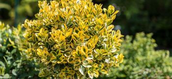راهنمای جامع نگهداری از گیاه شمشاد طلایی