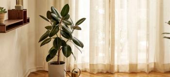 راهنمای کامل مراقبت از گیاه فیکوس الاستیکا (کائوچو)