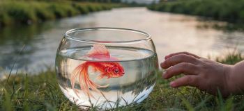 شعر زیبای ماهی سرخ کوچولو در تنگ بلور برای کودکان