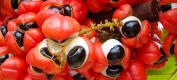 آشنایی با دنیای اعجاب انگیز گیاه گوارانا