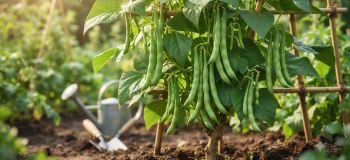 روش کاشت لوبیا سبز در زمین کشاورزی