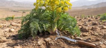 روش کاشت آنغوزه؛ راهنمای کامل پرورش، داشت و برداشت گیاه آنغوزه