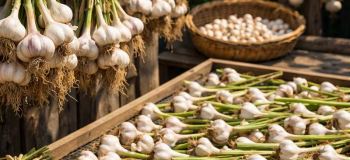 روش خشک کردن سیر تازه در خانه + ترفندهای جلوگیری از پوک شدن
